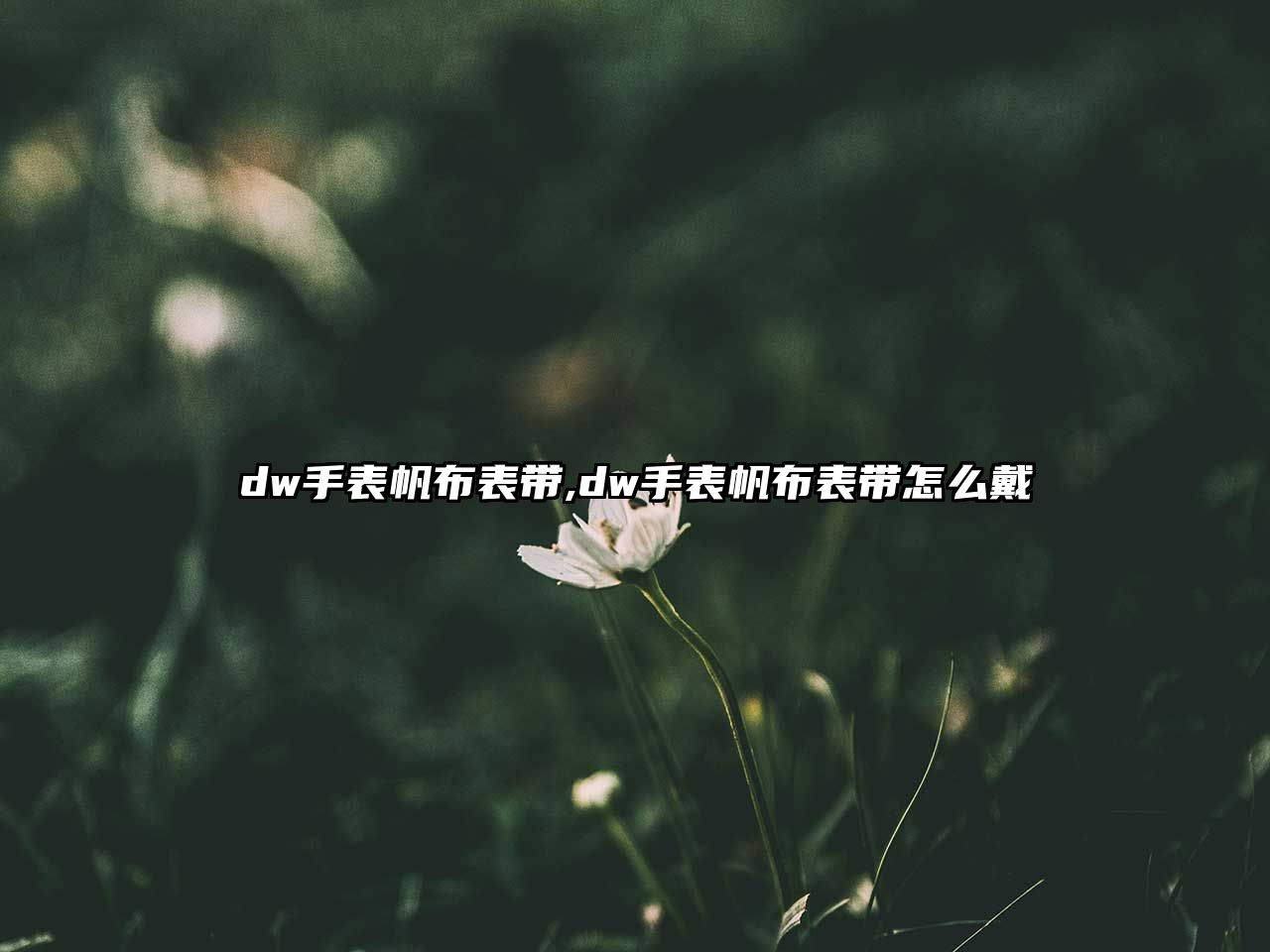 dw手表帆布表帶,dw手表帆布表帶怎么戴